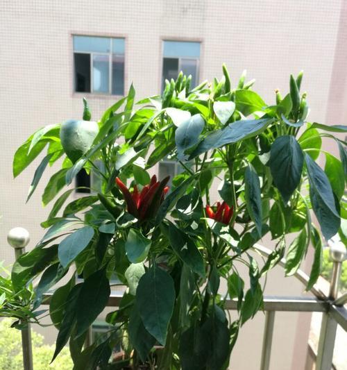 朝天椒几月份开花结果？如何确保高产？
