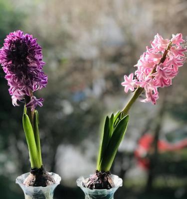 风信子的花语含义是什么？如何正确解读风信子的花语？
