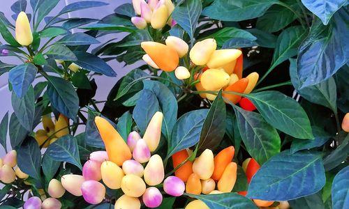朝天椒什么时候开花结果？如何促进其开花结果？