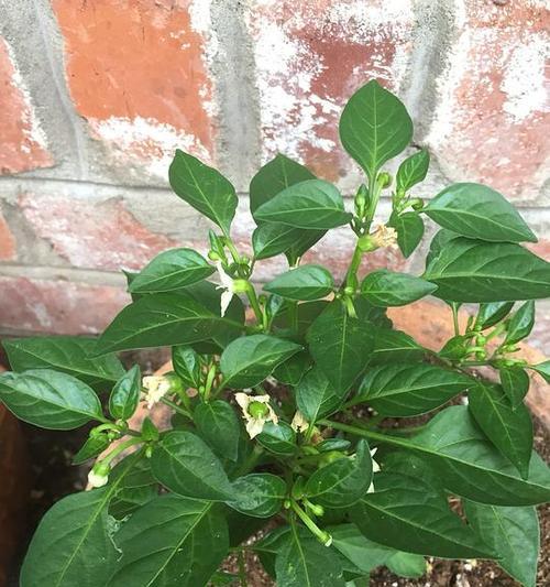 朝天椒什么时候开花结果？如何促进其开花结果？