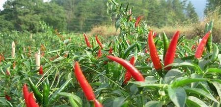 朝天椒最佳种植季节是什么时候？如何确保高产？
