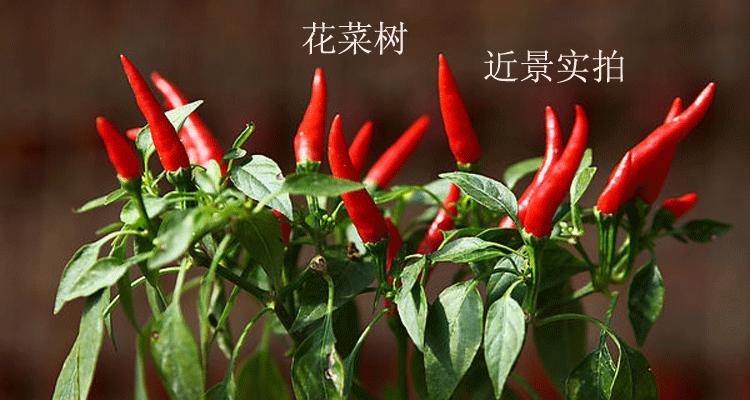 朝天椒最佳种植季节是什么时候？如何确保高产？