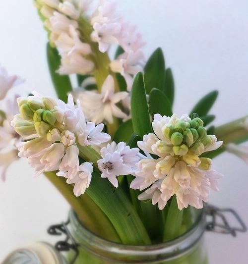 风信子代表什么意思？如何正确解读风信子的花语？