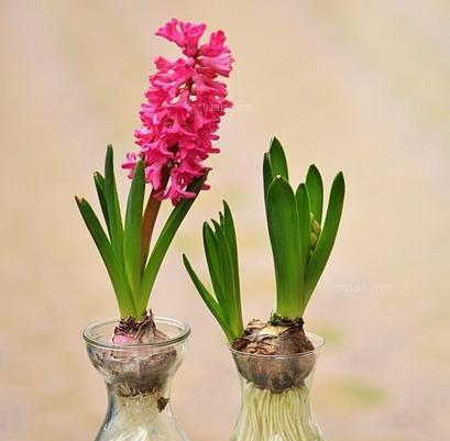 风信子代表什么？花语和象征意义有哪些？
