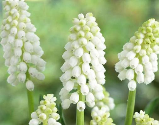 风信子代表什么？花语和象征意义有哪些？