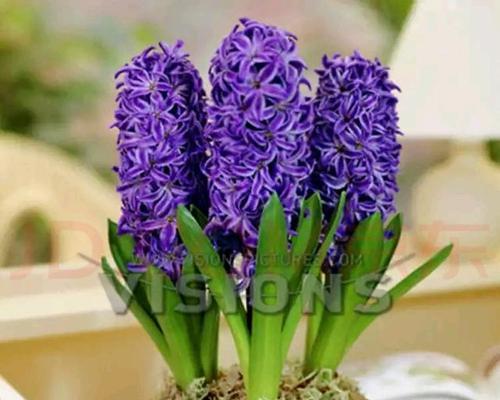 风信子的花语是什么？它寓意着什么含义？