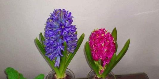 风信子的花语是什么？它寓意着什么含义？