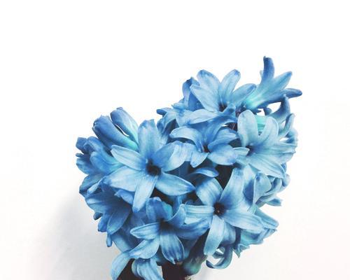 风信子的花语有哪些含义？