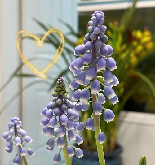 风信子代表什么？如何正确解读风信子的花语含义？