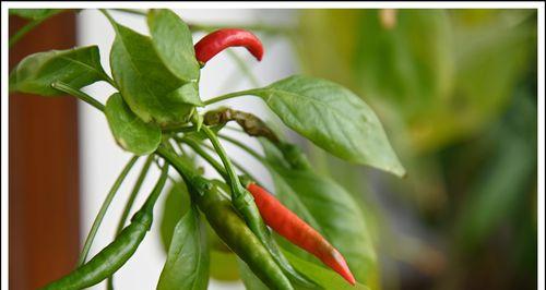 朝天椒属于多年生植物吗？常见种植问题解答