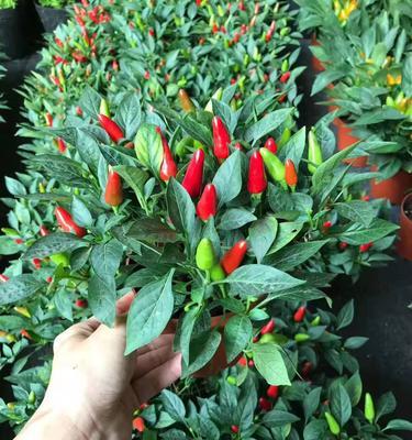 朝天椒属于多年生植物吗？常见种植问题解答