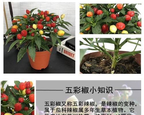 朝天椒属于一年生植物吗？多年生朝天椒的特性是什么？