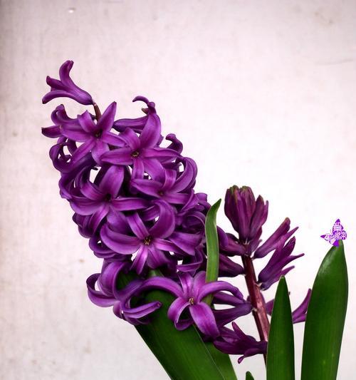 风信子花的花语有哪些含义？