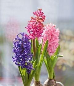 风信子花的花语有哪些含义？