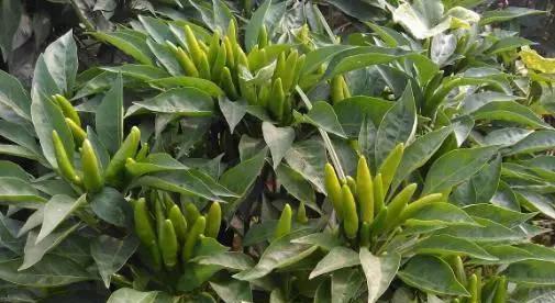 朝天椒属于一年生植物吗？多年生朝天椒的特性是什么？