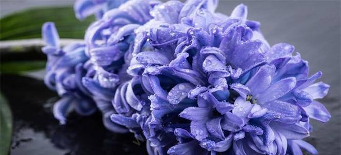 风信子花语是什么？传说故事有哪些？