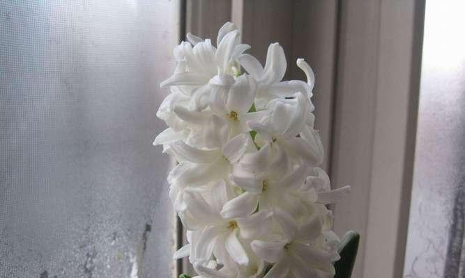 风信子花语是什么？传说故事有哪些？