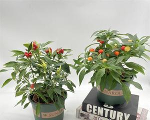 朝天椒种植时应该选择阴凉还是阳光充足的地方？