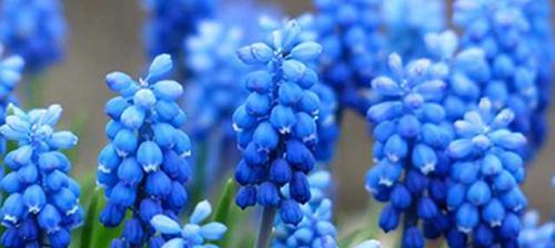 风信子的花语象征是什么？寓意有哪些？