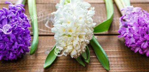 风信子的花语象征是什么？寓意有哪些？