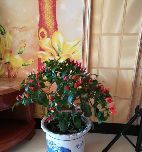 朝天椒种植时盆的大小选择标准是什么？如何确保朝天椒生长空间充足？