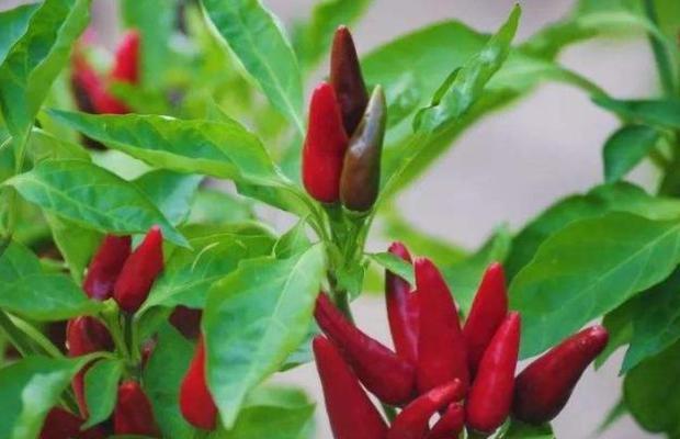 朝天椒施肥指南：哪种肥料效果最佳？