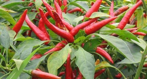 朝天椒施肥指南：哪种肥料效果最佳？