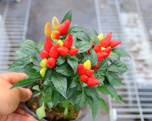 朝天椒施肥指南：哪种肥料效果最佳？