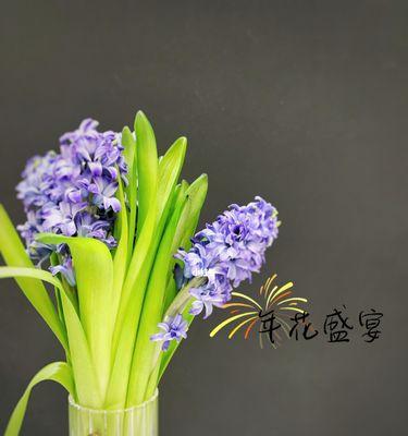 风信子最简单的寓意是什么？如何通过颜色了解其含义？