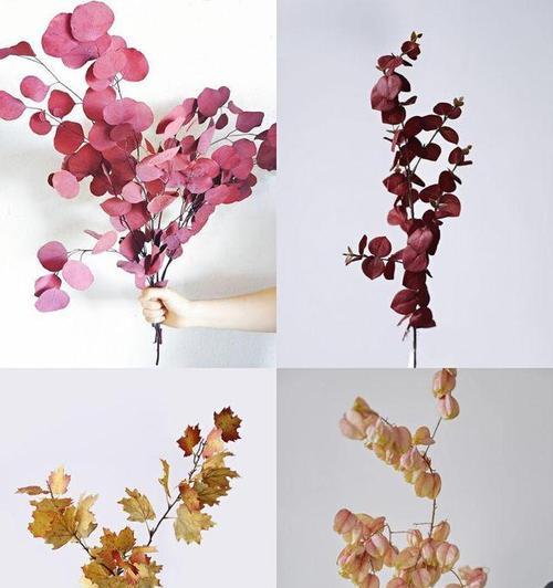 枫叶的花语是什么？如何用枫叶表达爱意？