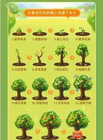 朝天椒摘心打顶的最佳时间是什么时候？具体操作步骤有哪些？
