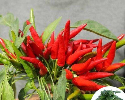 朝天椒什么时候种植最好？种植朝天椒的正确步骤是什么？