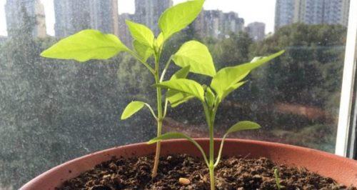 朝天椒种子发芽需要多长时间？常见问题解答