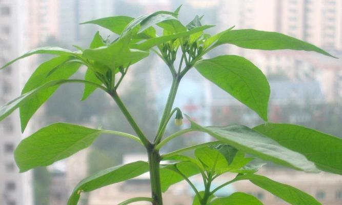 朝天椒种子发芽需要多长时间？常见问题解答