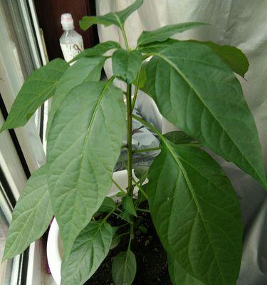 朝天椒种子发芽需要多长时间？常见问题解答