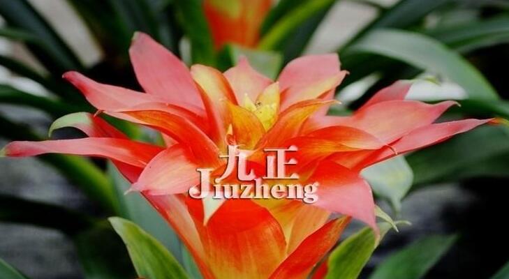 凤梨花的花语有哪些含义？