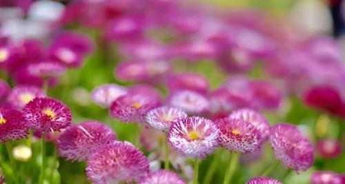 朝阳花是什么颜色的？如何辨别朝阳花的品种和颜色？