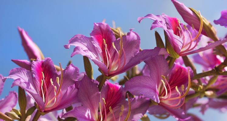 潮州市花是什么？潮州市花有哪些特点和故事？