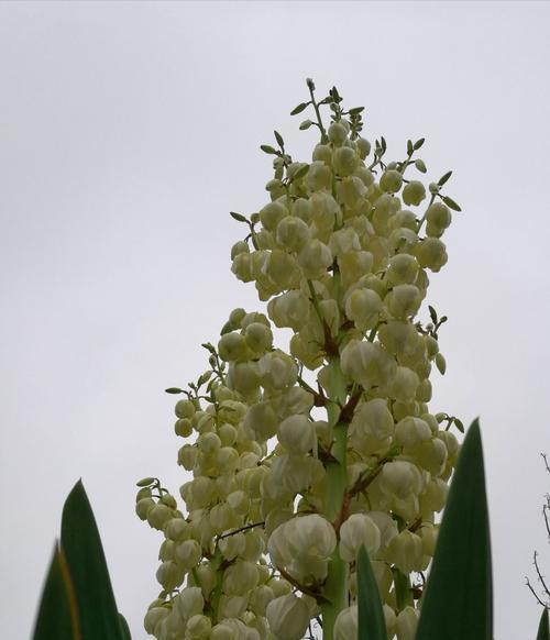 凤尾兰的花语有哪些含义？