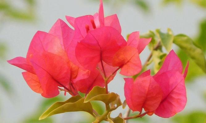 潮州市花是什么？潮州市花有哪些特点和故事？