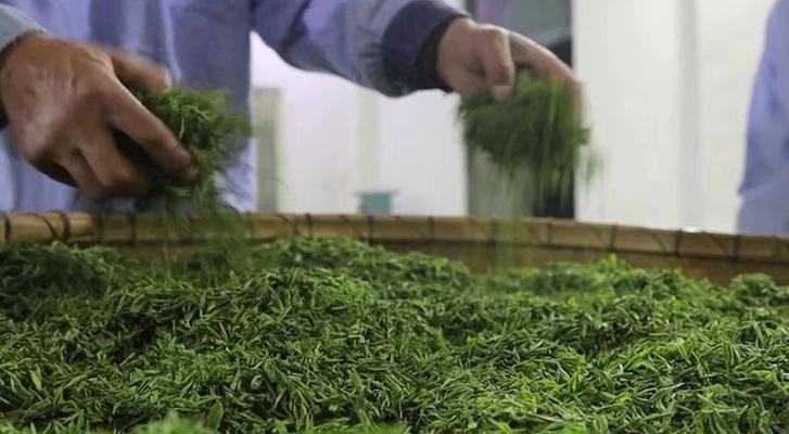 炒茶属于什么茶叶类型？如何区分不同类型的炒茶？