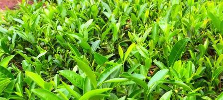 炒茶属于什么茶叶类型？如何区分不同类型的炒茶？
