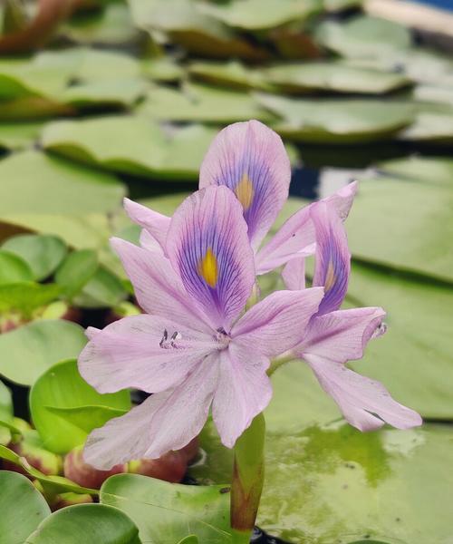 凤眼莲的花语有哪些含义？