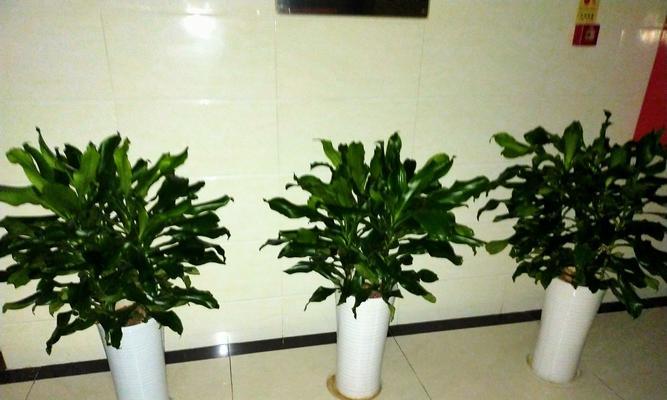 车间适合放什么植物？如何选择合适的办公室绿植？