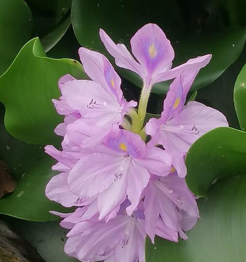 凤眼莲的花语有哪些含义？