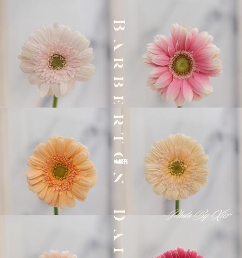 扶郎花的花语是什么？扶郎花代表了哪些含义？