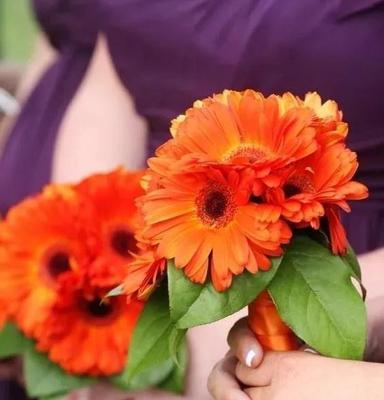 扶郎的花语是什么？扶郎花代表了哪些含义？