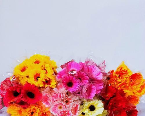 扶郎花的寓意是什么？如何正确理解扶郎花的象征意义？