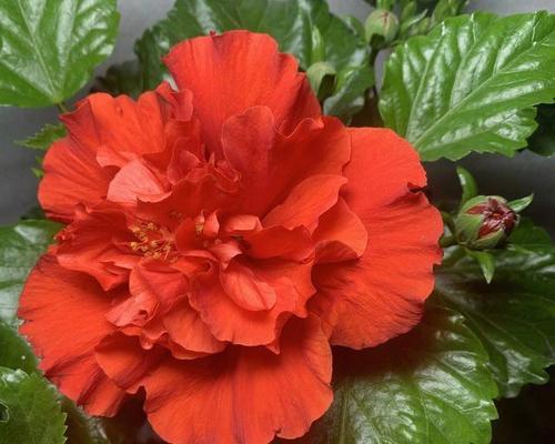 扶桑花的花语是什么？扶桑花代表了哪些含义？