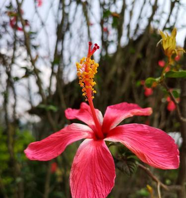 扶桑花的花语是什么？扶桑花代表了哪些含义？